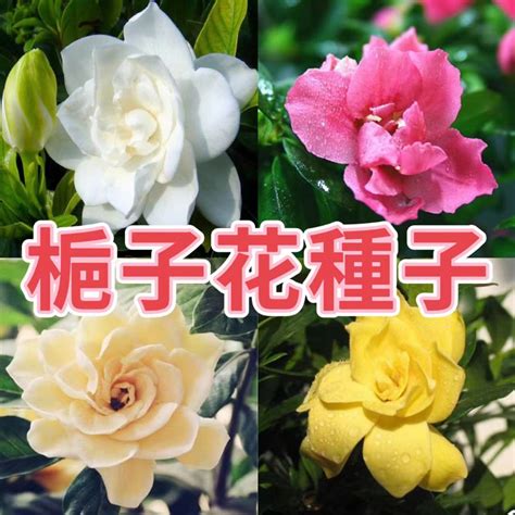 梔子花盆栽|【梔子花 盆栽】梔子花盆栽：種植、照料、開花時程全指南 – 每。